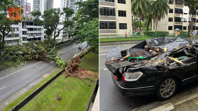 大树倒下横跨中峇鲁路双向车道 压坏有盖走廊和汽车