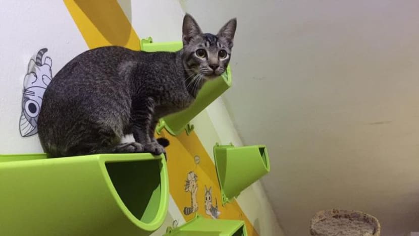 Hotel kucing tawar khidmat jagaan bila pemilik pulang kampung berhari raya