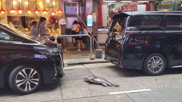 香港街边停车位出现大鱼 网民：霸位新招？