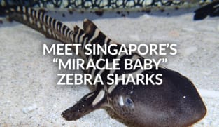 Singapore’s “miracle baby” zebra sharks Vanda and Hope | CNA Lifestyle
