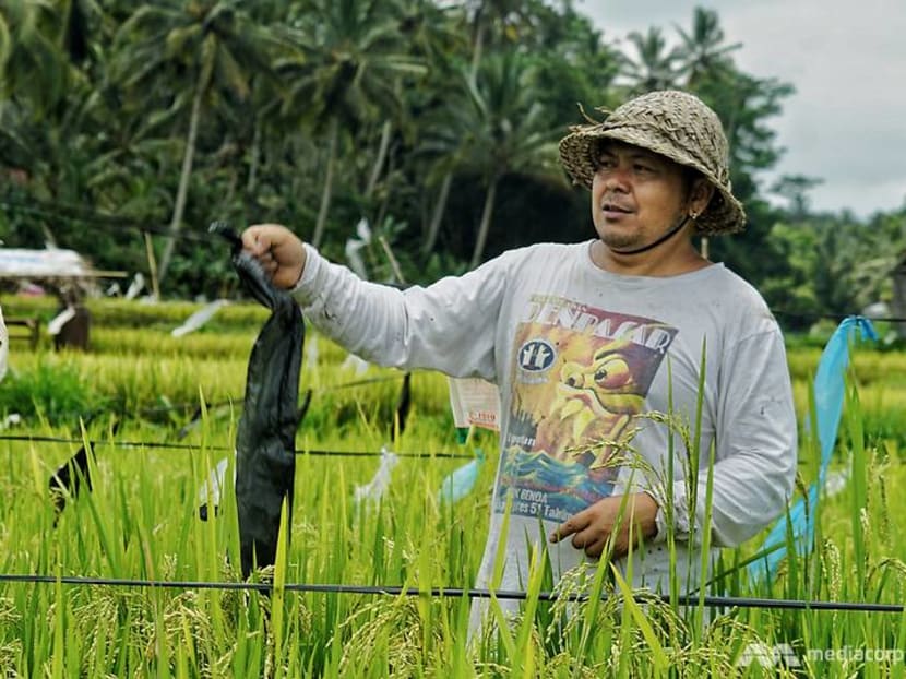 Bali's unemployed turn to odd jobs, hard labour as COVID-19 ravages tourism sector Bali's unemployed turn to odd jobs, hard labour as COVID-19 ravages tourism sector