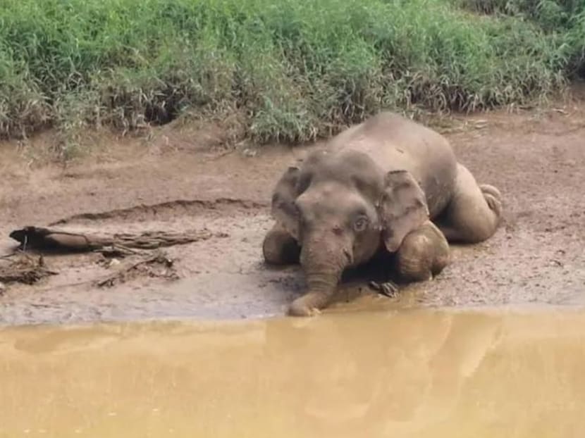 File picture of the body of the first pygmy elephant killed, which was photographed floating in the river was found by wildlife officers in a seated position. File picture of the body of the first pygmy elephant killed, which was photographed floating in the river was found by wildlife officers in a seated position.