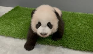 Singapore’s panda cub is turning 100 days old and he's finally getting a name in December