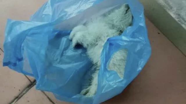 中国“宠物盲盒”小猫小狗活活憋死 网民：是宠物亡盒！  