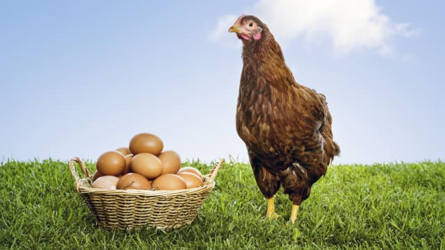 先有鸡还是先有蛋？ 英国科学家找到解答