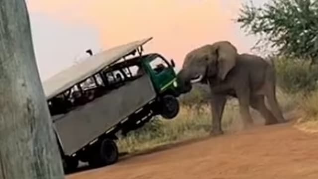 南非大象暴起怒掀游览车 司机求饶 游客吓得飙泪