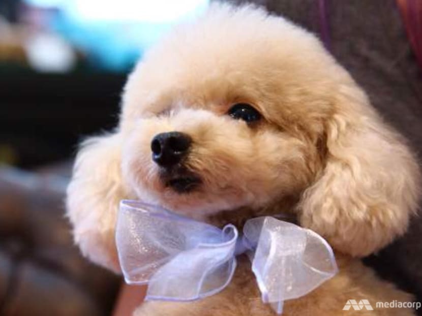 More buying pet insurance for dogs and cats as vet fees climb More buying pet insurance for dogs and cats as vet fees climb