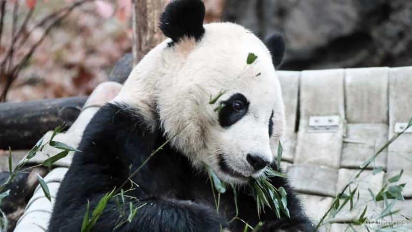 Panda Bei Bei bids farewell to US, heads 'home' to China