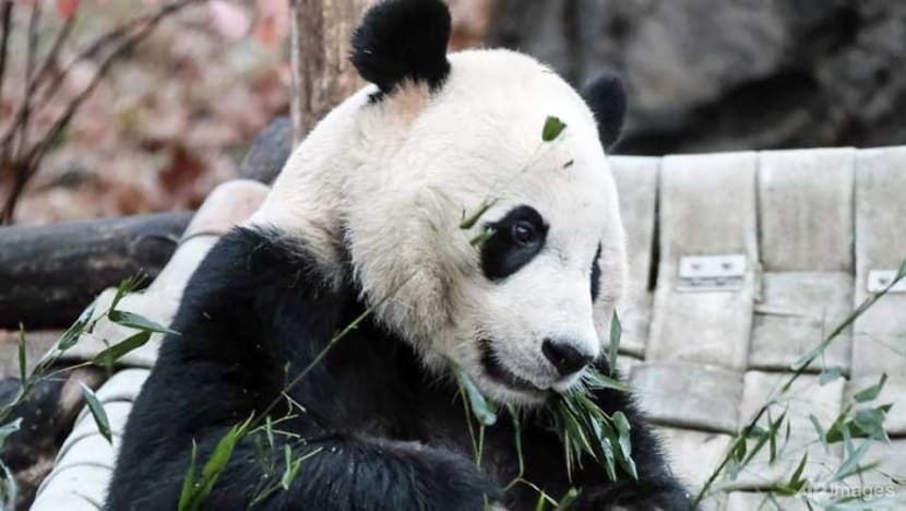 Panda Bei Bei bids farewell to US, heads 'home' to China Panda Bei Bei bids farewell to US, heads 'home' to China