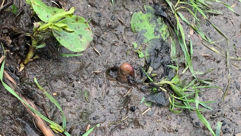 'Human remains' find turned out to be a potato: UK police 'Human remains' find turned out to be a potato: UK police