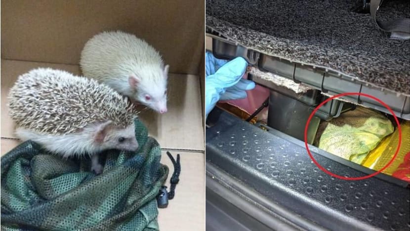 Man tries to smuggle 2 hedgehogs through Woodlands Checkpoint Man tries to smuggle 2 hedgehogs through Woodlands Checkpoint