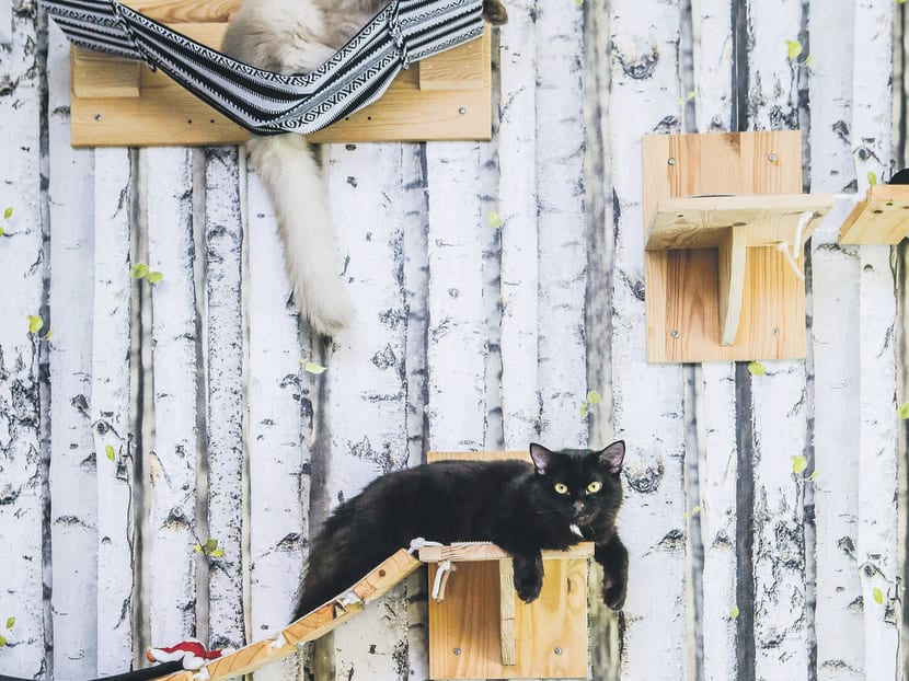 Feline fancy: How one home turned into cat playground