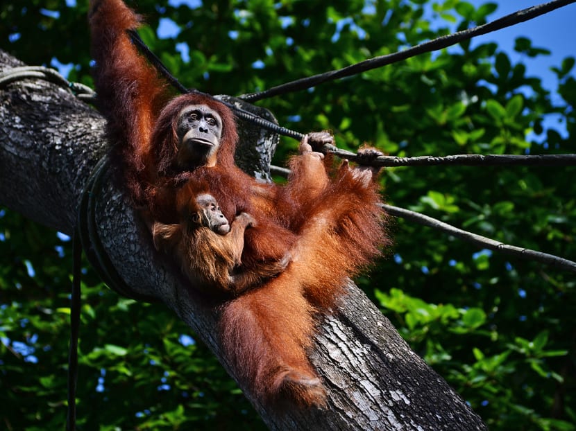 Critically endangered Sumatran orangutans pictured at Singapore Zoo in 2016. A recent survey found that visits to the zoo can provide inspiration to adults and children to take a greater interest in conservation.