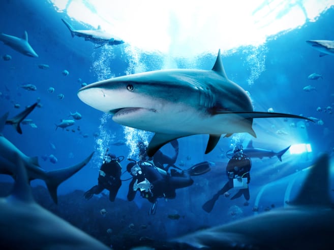 Guardians of the deep: How you can make a difference to shark conservation efforts