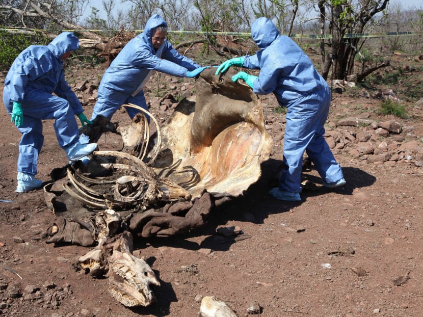 In this Thursday, Nov. 20, 2014 file photo, investigators open the decomposed corpse of a poached rhino in search of forensic evidence, on the border with neighbouring Mozambique near Skukuza, South Africa. Photo: AP