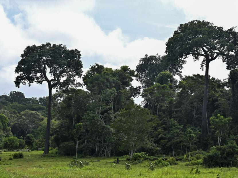 240327 trees afp 1