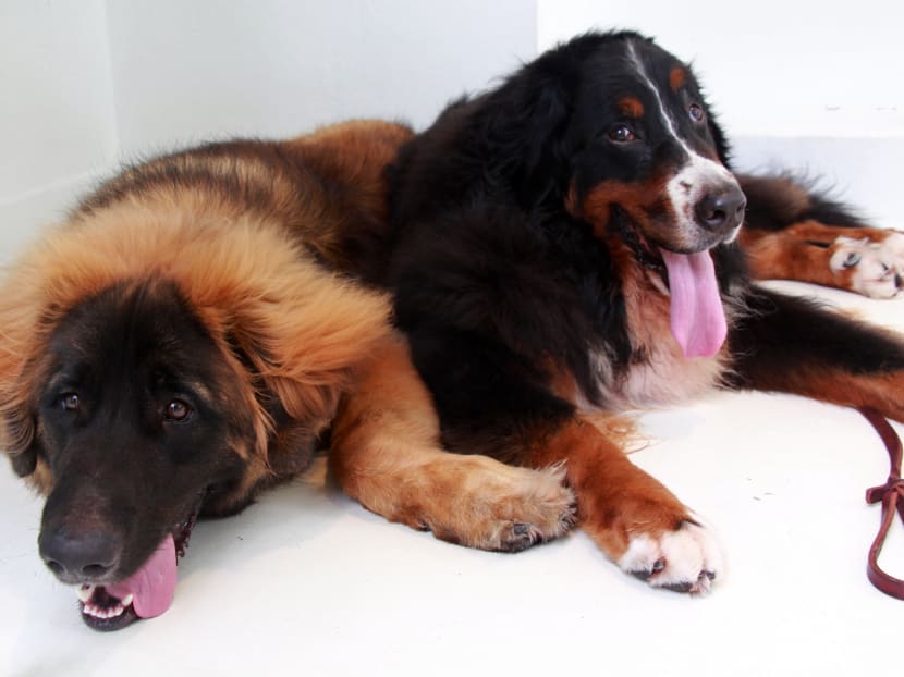 Unique pet breeds to be showcased at Pet Expo 2015
