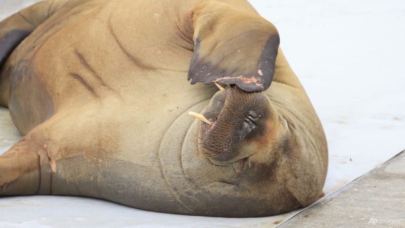 Commentary: Freya the walrus and Seine river beluga - why 'mercy' killing wild animals is so controversial