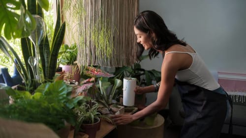 S$40,000 for a single plant? How much Singaporeans are splurging on their hobby