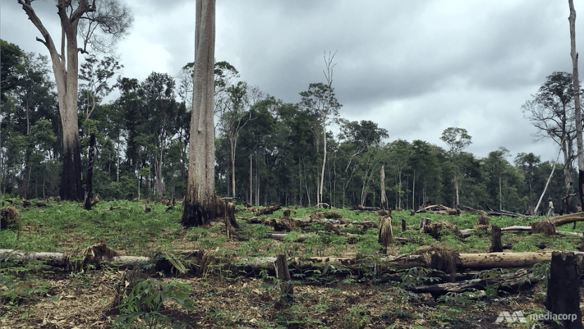 Illegal logging still threatens Cambodia's forests despite ban: Special report Illegal logging still threatens Cambodia's forests despite ban: Special report