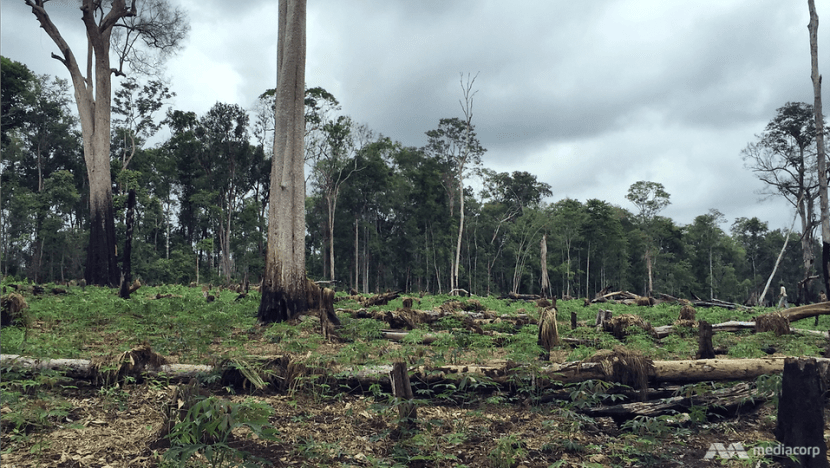 Deforestation and illegal logging threaten the world's forests