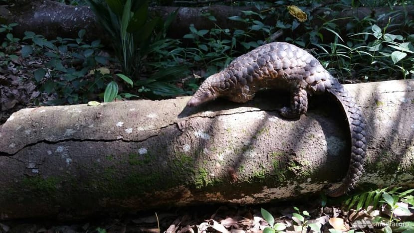 singapore pangolin 1929386
