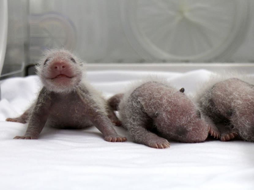 Rare panda triplets born in China