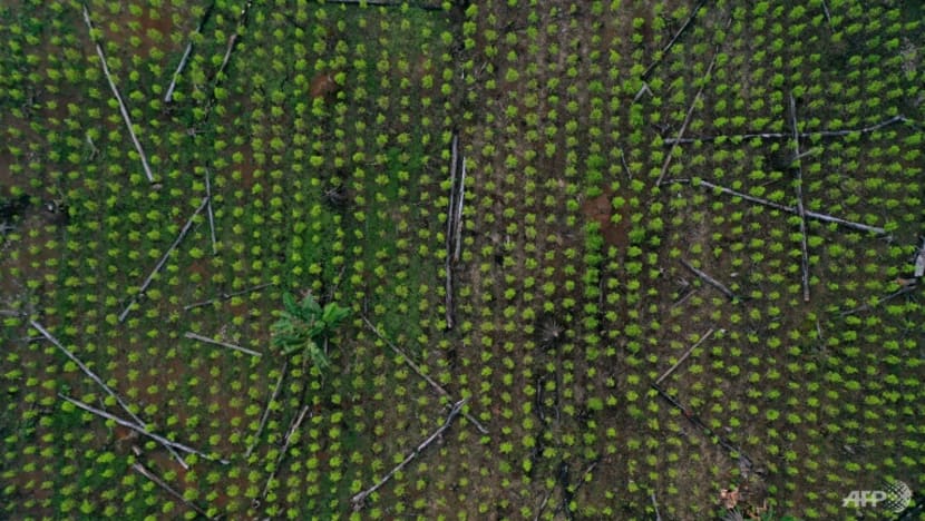 Singapore joins global group aiming to reduce forest loss, support sustainable development Singapore joins global group aiming to reduce forest loss, support sustainable development