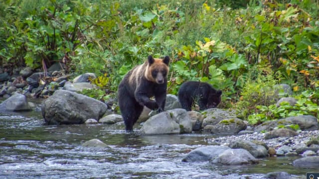 北海道湖畔发现断头 垂钓者疑遭熊攻击下落不明