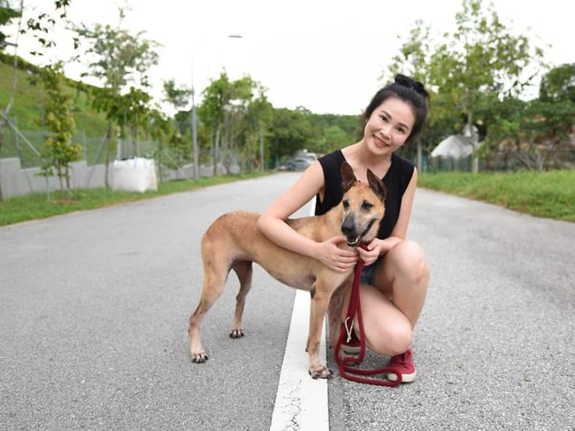 Adopt me! Meet the newly eligible rescue dogs who can now live in HDB flats