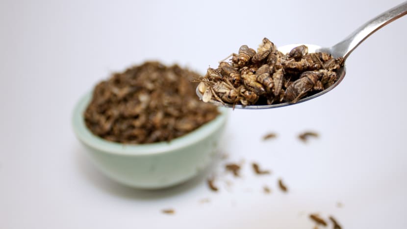 Cricket smoothies, anyone? Insect farming industry abuzz as Singapore looks to regulate bugs for human consumption Cricket smoothies, anyone? Insect farming industry abuzz as Singapore looks to regulate bugs for human consumption
