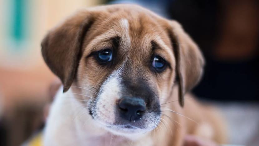 Commentary: Are you stressed? Your dog can tell Commentary: Are you stressed? Your dog can tell