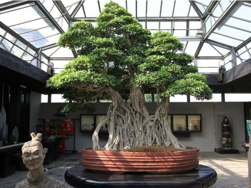 US$1.3 million for a tree in a pot: What accounts for the beauty of bonsai? US$1.3 million for a tree in a pot: What accounts for the beauty of bonsai?