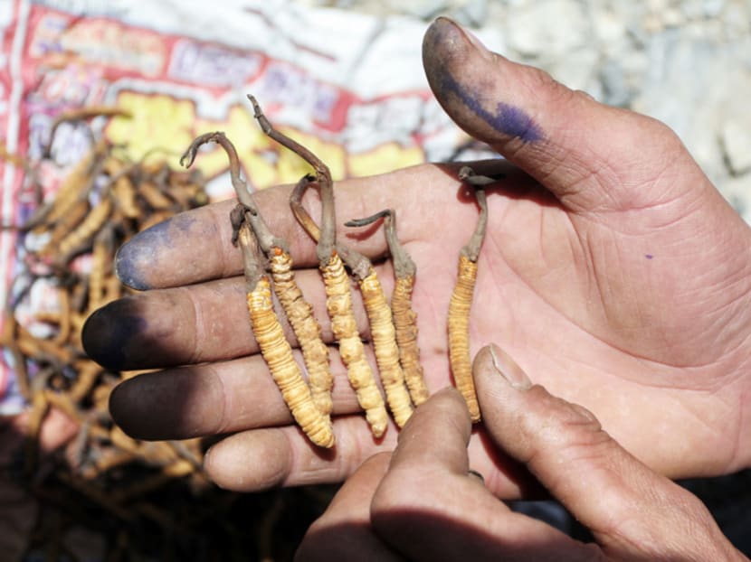 Caterpillar fungus, or yarsagumba in Nepali, has been used as an aphrodisiac for at least 1,000 years. Harvesters earn an average of about S$3,370 a year selling the fungus. Photo: Reuters