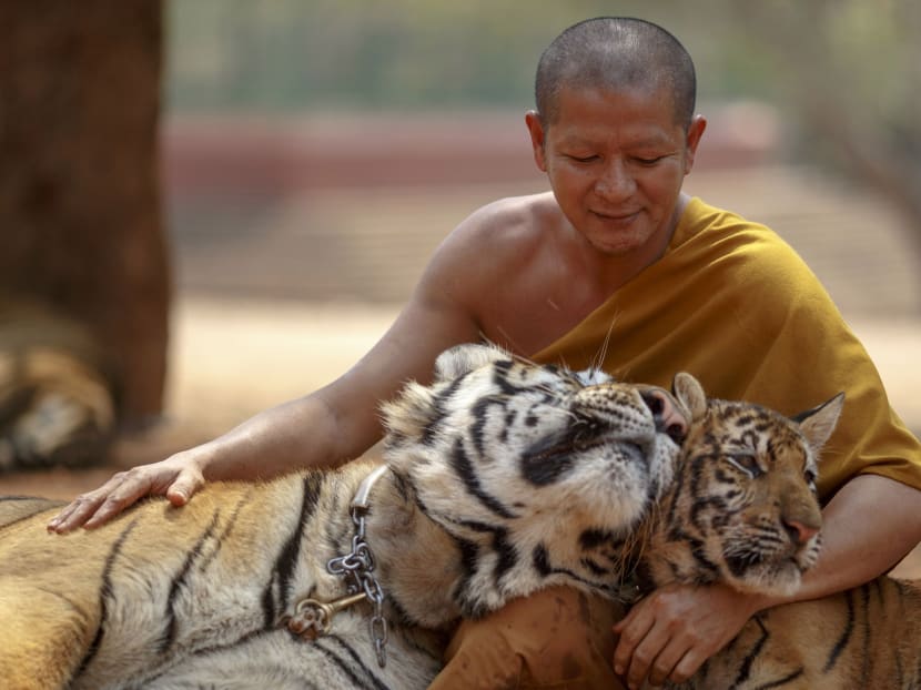 A Buddhist monk plays with tigers at the Wat Pa Luang Ta Bua, otherwise known as the Tiger Temple, in Kanchanaburi province February 12, 2015. Thai officials last week raided the Buddhist temple that is home to more than 100 tigers and are currently conducting an investigation into suspected links to wildlife trafficking. Authorities from Thailand's Department of National Parks, Wildlife and Plant Conservation on Thursday checked 143 Bengal tigers living at the temple, and found them to be in good health. Photo: ReutersRELIGION)