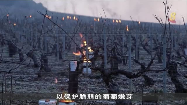 法国酿酒商担心气候变化问题 会破坏葡萄酒 影响产量