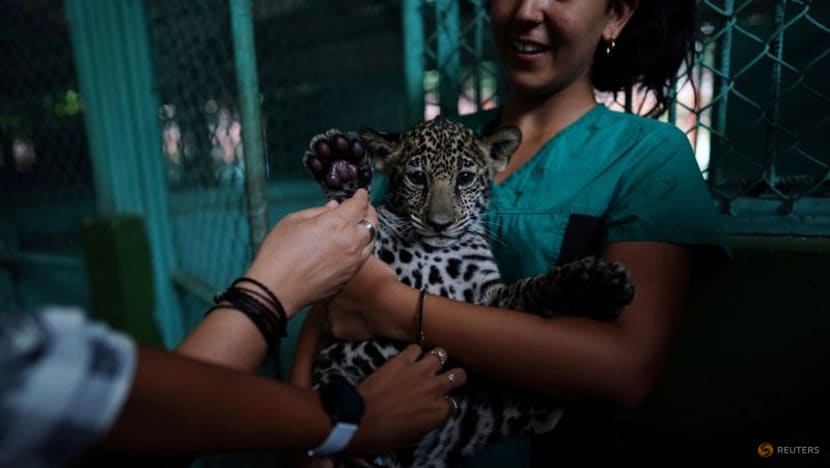 Cuban zoo helps deaf visitors experience the wild