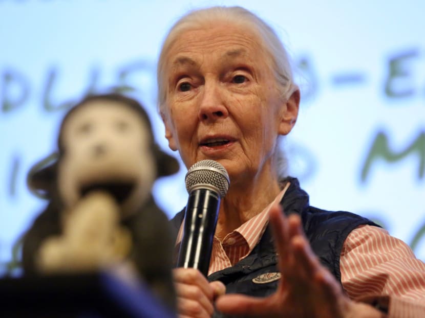 Dr Jane Goodall, the world's most-known expert on primates, said that children as young as possible should get out to explore nature. This will help Singaporeans to learn to co-exist with wildlife in the highly urbanised city. Dr Jane Goodall, the world's most-known expert on primates, said that children as young as possible should get out to explore nature. This will help Singaporeans to learn to co-exist with wildlife in the highly urbanised city.
