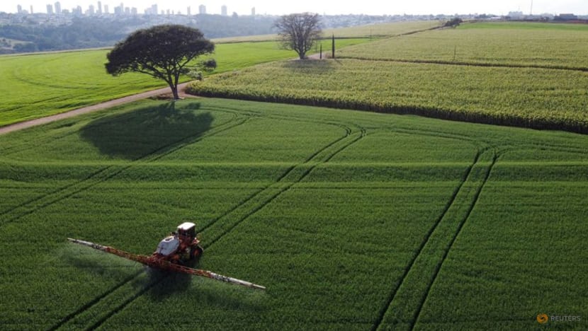 Brazilian agency to expand GMO wheat tests, Embrapa official says Brazilian agency to expand GMO wheat tests, Embrapa official says