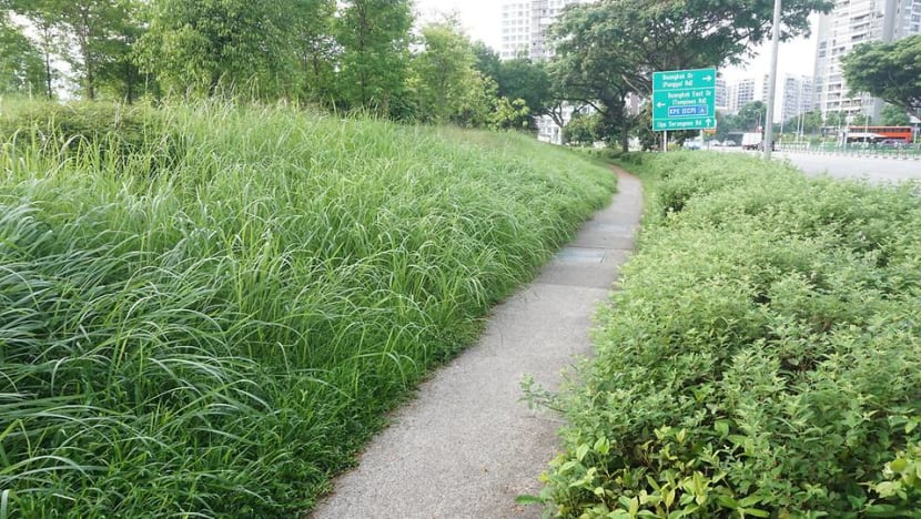 Commentary: Let Singapore’s green spaces grow wild