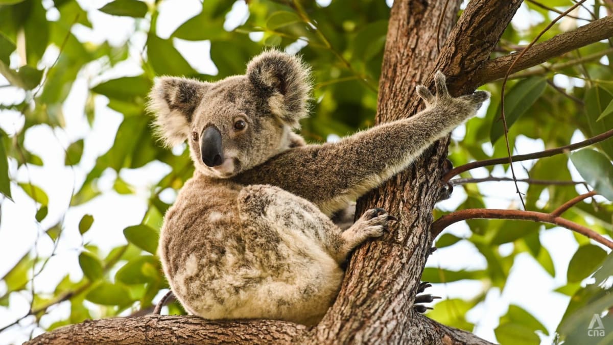 The decline is massive': Why Australia's koalas are on the path to  extinction - CNA