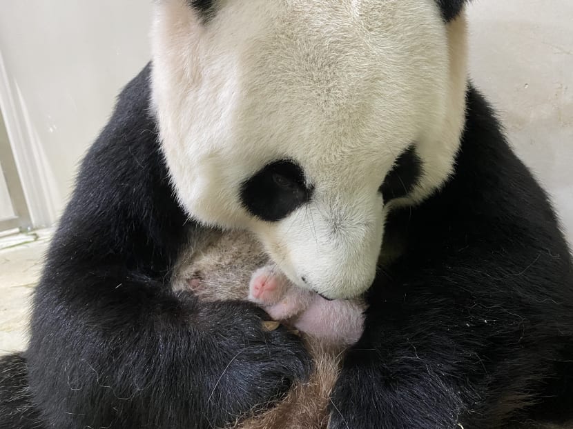 Jia Jia the panda and its cub. The unnamed cub’s gender is not yet known, but Wildlife Reserves Singapore hopes to do so in the coming weeks, along with seeking the public’s opinion for a name.