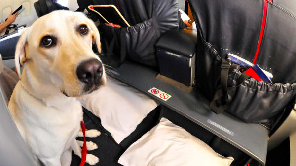 British airways service dog sales