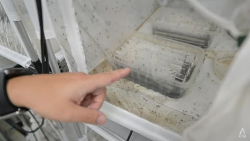 Project Wolbachia: 300 million mosquitoes released but not a silver bullet to deal with dengue, says NEA