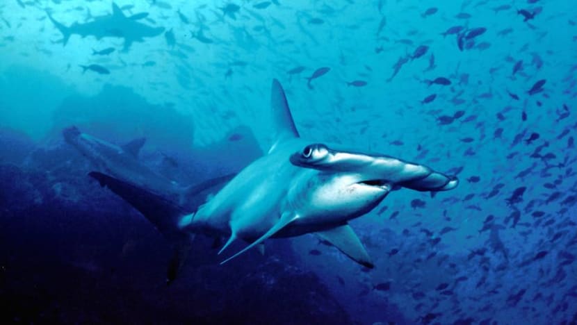 French aquarium sued over 30 dead hammerhead sharks French aquarium sued over 30 dead hammerhead sharks