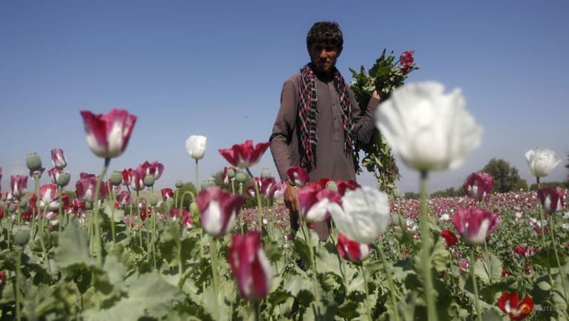 Taliban bans drug cultivation, including lucrative opium Taliban bans drug cultivation, including lucrative opium