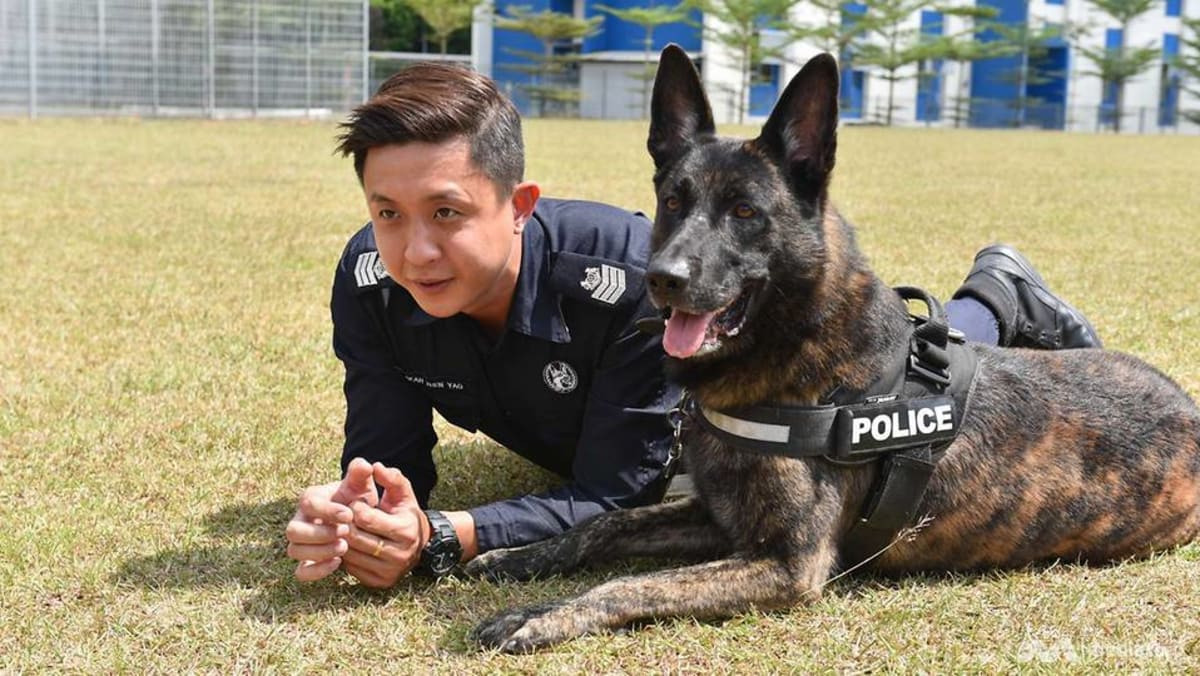 K9 Police Dogs