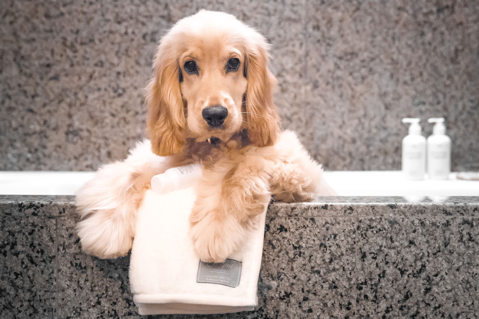 Pet-Friendly Hotels In Singapore That Are Perfect For A Staycation For You And Your Pooch Pet-Friendly Hotels In Singapore That Are Perfect For A Staycation For You And Your Pooch