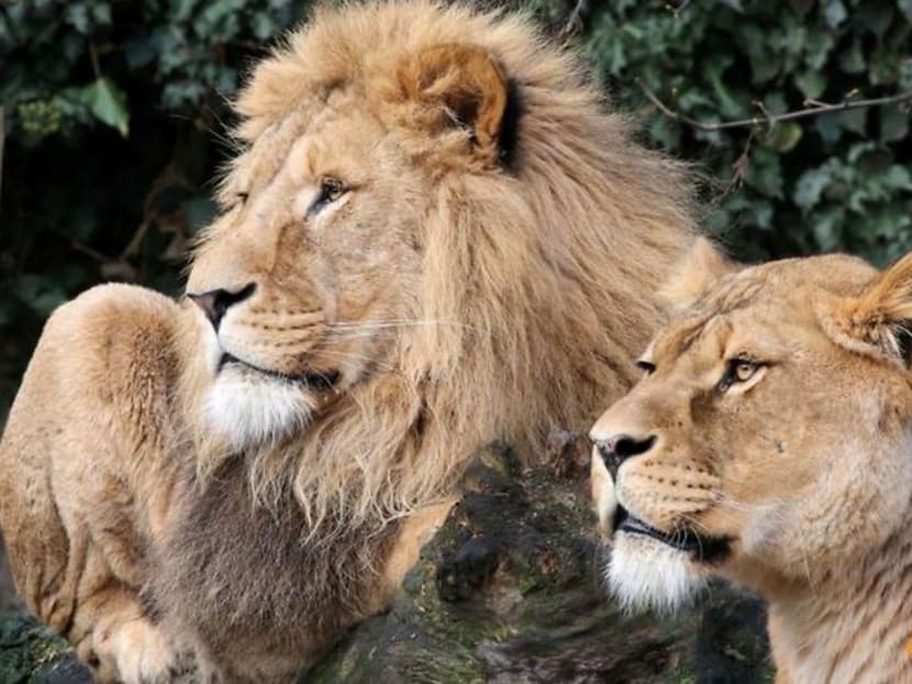 Amsterdam zoo Artis gives up lions amid coronavirus cash crunch Amsterdam zoo Artis gives up lions amid coronavirus cash crunch