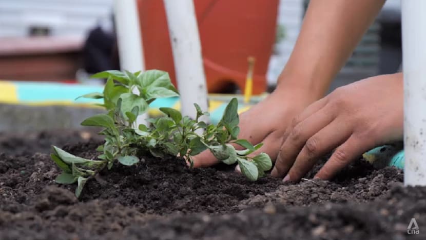 New York pushes plant-based diets across public institutions in bid to cut carbon emissions New York pushes plant-based diets across public institutions in bid to cut carbon emissions